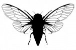 Association Cigaloun